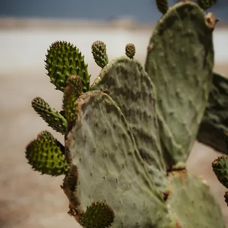 Castrignano * مونوبولي